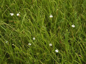 盛夏、湿原の中に開花しているサギソウ。本種が生育する場所は良好な湿原植生と言える。