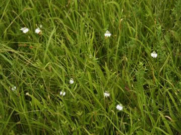 盛夏、湿原の中に開花しているサギソウ。本種が生育する場所は良好な湿原植生と言える。