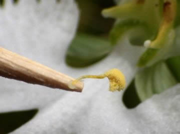 葯室の端にある白い球状の部分が粘着体。訪花昆虫の頭部に付着すると花粉塊が引きずり出される仕組み。