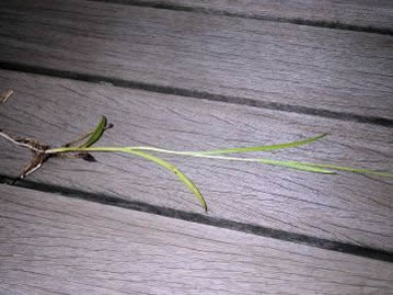 茎の下部の葉はやや幅が広く、上の葉は幅が狭く線形。写真に写っていないさらに上部には鱗片葉が着く。