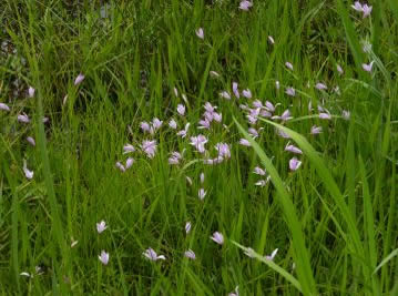 本種とともに鳥の名を冠した湿性ランとして親しまれるトキソウ（朱鷺草）。こちらの花期は5月頃である。