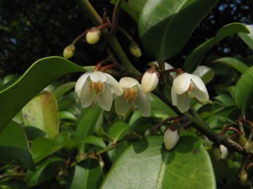 6～7月頃、下向きに芳香のある白色の5弁花を咲かせる。花弁は花が終わりに近づくにつれて黄色味を帯びる。