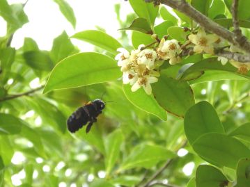 サカキの花に訪れたキムネクマバチ。昆虫にとっては梅雨の時期の貴重な蜜源である。