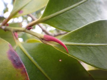 枝先の冬芽は大型で弓状に曲がっており、鳥や恐竜の爪のよう。冬期には写真のように赤くなるものが多い。