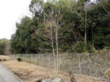 花期のサクラバハンノキ。湿地周辺に生育し、花は2月頃、葉の展葉より先に咲く。（2019年2月13日撮影）