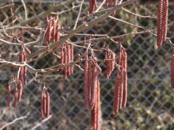 雄花序は4～5本が束になって枝先からぶら下がる。雌花序は雄花序の付け根の下方から出て上向きにつく。