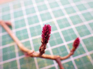 サクラバハンノキの雌花序。花柱は鮮やかな赤紫色をしており、ハンノキそのものの雌花序より長め。
