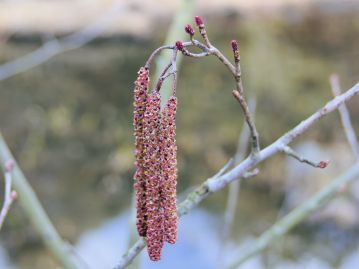 重井薬用植物園 園内花アルバム