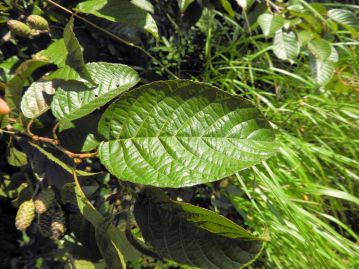 葉の基部はやや心形になり、表面は無毛で光沢がある。葉の様子がサクラの葉を思わせることが和名の由来。