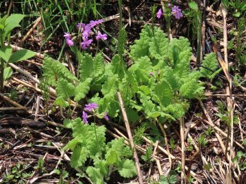 他の植物に先駆けて開花・展葉し、夏には葉を枯らして休眠に入る「春植物」である。