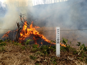 市民ボランティアによって行われたサクラソウ自生地の山焼き（火入れ）の様子（2014年）。