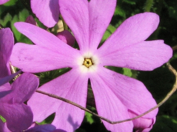 異型花柱性の一例。短花柱花（雄しべが見え，雌しべは見えない）
