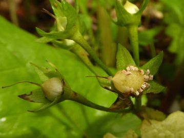 果実は蒴果で偏球形。 裂開はせず、花柱が宿存した果皮が帽子のように外れ、1mmほどで角ばった形状の種子が散布される。