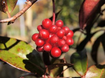 秋から冬に多数の果実が集まった赤い集合果を実らせる。フルーツのようでおいしそうな姿だが… 