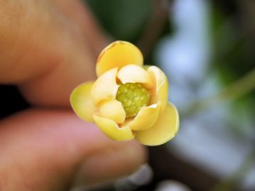 花は8月ごろ、葉の腋から垂れ下がるようにして咲く。雌雄異株であることが多い。写真は雌花。