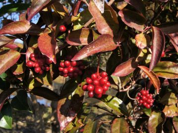 常緑性のつる植物だが、霜が降りる頃には葉全体が赤紫色、あるいは淡黄色に変化する。果実とともに色の変化を楽しめるので植栽されることもよくある。