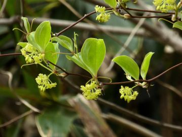 花は春に咲く。花色は新葉と同じような淡黄緑色。葉の付け根から2本の巻きひげが出る。