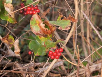 果実は晩秋、鮮やかな赤色に熟す。つるから脱落しにくいため、生け花やクリスマスリースにも使われる。