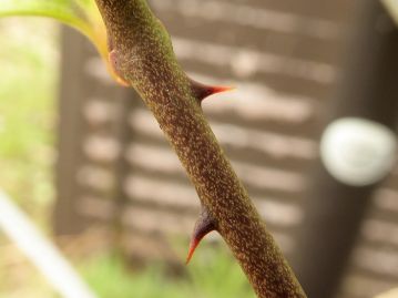 茎にはまばらに鋭いトゲがある。名はサルですら引っ掛かって身動きが取れなくなり、捕えられてしまうイバラの意味。