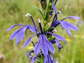 花色はキキョウと同じ青紫色だが、花の形は大きく異なり、鳥が羽を広げたような形をしている。