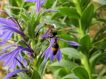 訪花したスズバチの仲間。訪花した昆虫の背に雄しべ（雌しべ）の先端が当たるような形状になっている。