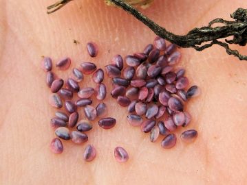 種子は1.5mmほどの卵形、光沢がある紫色で果実の中に多数詰まっている。片側が翼状に薄くなっている。