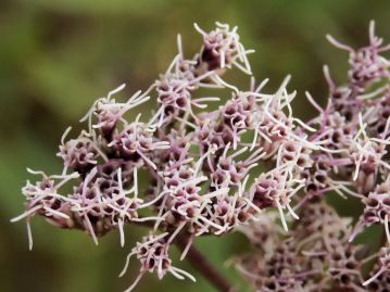 秋、淡紅色の頭花を多数咲かせる。頭花は5個の筒状花が集まっており、白いひも状のものは花柱である。