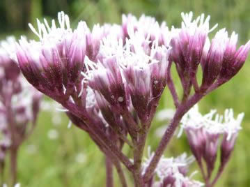 頭花の下部には10個ほどの総苞片がある。花序の柄や総苞片は写真のように紅紫色を帯びることも多い。