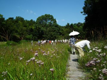 当園の湿地エリアでは、10月頃になると、本種など様々な花が一面に咲き乱れ、美しい秋のお花畑となる。（写真撮影：植物園ボランティア）