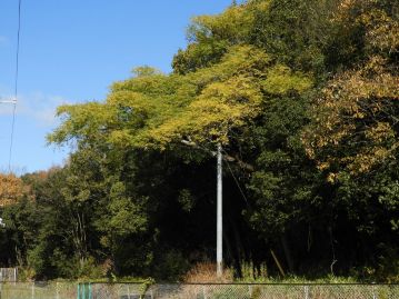 高さ10m以上になる落葉高木（写真中央、電柱の上の樹木）。国内に自生するセンダン科の樹木は本種のみ。