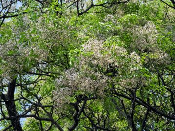 花は5～6月、淡紫色の花を多数咲かせる。花の様子をたなびく紫雲に例えて「雲見草」の別名もある。