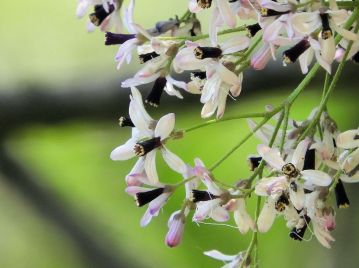 花弁は5枚、淡紫色を帯びる。花中央の紫色の筒は10本の花糸（雄しべ）が合着したもの。