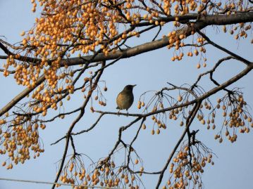 果実は長さ1.5～2cmの楕円形、枝に鈴なりとなる。長く枝に残り、鳥に食べられるなどして散布される。