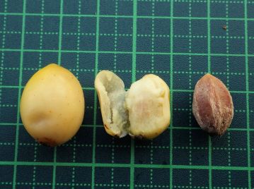 果実の内部には深い溝がある「核」（右端）が入っている。果肉は苦み成分を含み「苦楝子」という生薬とされる。