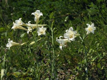 7～11月頃、茎頂に1～数個の花を咲かせる。実は人為的に交配・作出された雑種が野生化したもの。