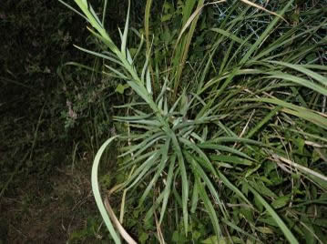 葉は線形で、表裏無毛、無柄。生育状態が良い個体の場合、茎の下部の葉ほど長く、密に付く。