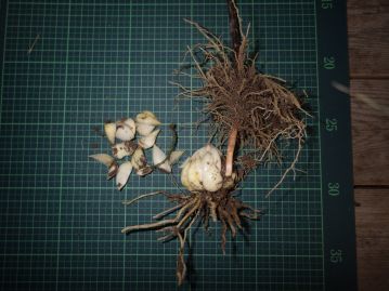 地下には球形～広卵形の鱗茎がある。左は別の鱗茎を分解した鱗片。鱗片からも繁殖することができる。