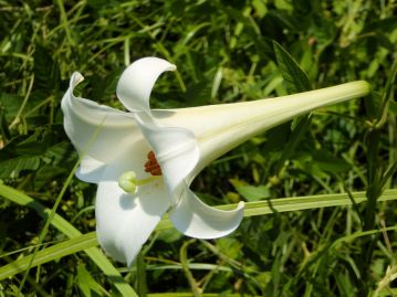 現在、岡山県南部で見られるものは、この写真のように花被片の外面に線状の紫斑がないタイプがほとんど。