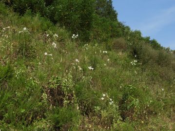 道路法面などにしばしば群生する。外来植物の扱いではあるが、岡山県下ではもっともよく見るユリである。