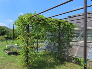 植物園内に植栽している株の様子。自然状態でも、巻きひげで絡みついて、樹木など他の植物の上を覆うように広がる。