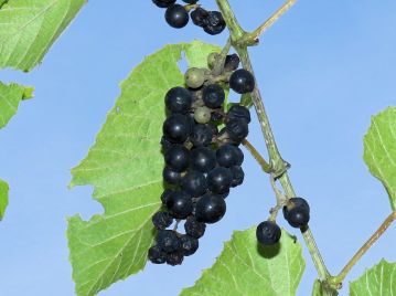 果実は9月頃に黒色に熟し、食べられる。 ブドウの房は長さ5～12cmほどで、ブドウの房らしい比較的整った形のものが多い。