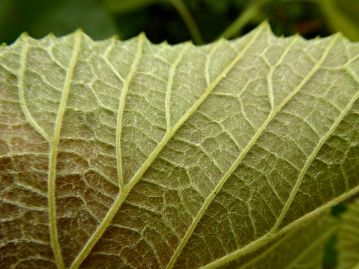 葉裏ははじめ灰白色、やがて淡黄褐色になる薄いクモ毛があるが、生育環境や個体差、時期によって毛の量は変化があるようだ。
