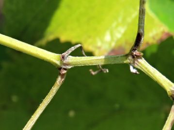 枝には稜角があることが特徴。 稜角は古い枝にも残る。 枝ははじめ灰白色で後に淡黄褐色になる綿くず状のクモ毛が多い。