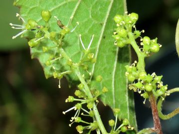 雄花序（左）、雌花序（右）。他の野生のブドウ属と同じく「機能上雌雄異株」であり、雌花の雄しべの花粉は機能していない。