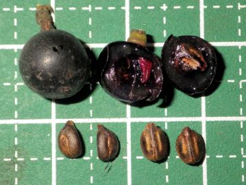 果実は直径7～10mmほど。 内部はほとんど種子で占められており、可食部は少ない。 種子は2～4個あり、長さ5mmほど。