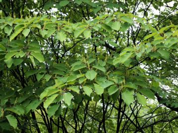 花は5～7月、枝先に上向きの穂状の花序に咲く。花は花弁を持たず、あまり目立たない。