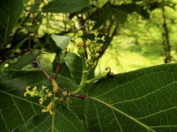 上向きの花序の上部は雄花で、花後には落下してしまう。雌花は穂の付け根付近に数個付く。