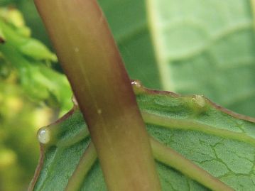 葉身の付け根付近には数個の蜜腺がある。本種はアリと共生関係を結ぶ、「アリ植物」の一種である。