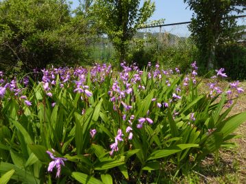 当園内に植栽されているシラン。 ランの仲間としては非常に栽培が容易な種類であるため、庭などに良く植栽されている。