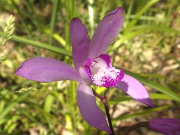 花は背萼片、側花弁、側萼片はほぼ同形。 唇弁は3裂し、左右の裂片は立ち上がる。 中裂片には縦方向の隆起が目立つ。
